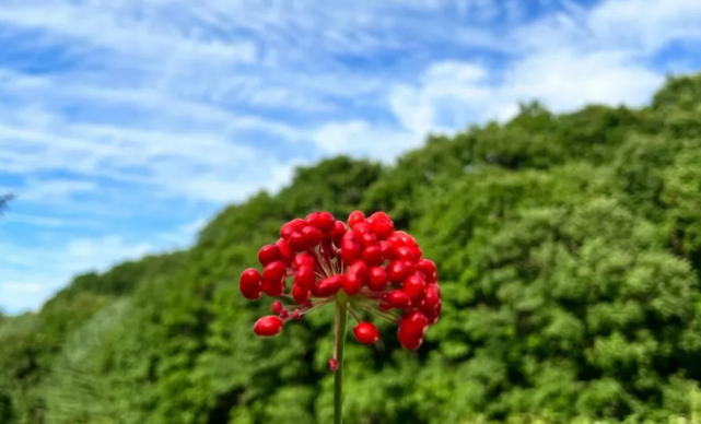 吉林人参：从深山“百草”到世界“金名片”的振兴密码_知途无界